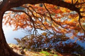 Taxodium distichum in autumn