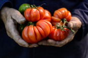 Tomatoes in Hands