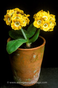 Primula auricula 'Silas'