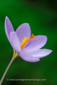 Autumn crocus Crocus longiflorus AGM