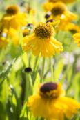 Helenium 'The Bishop'