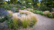 Dry and Windy Garden