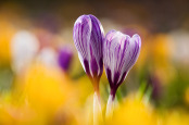 Crocus at St. Lawrence's.