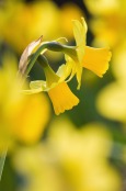 Potted Daffodils.