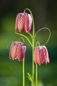 Snake's Head Fritillaries.