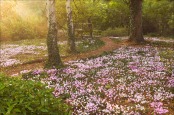 Morning Cyclamen
