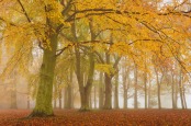 Autumn Morning.