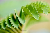 Melianthus major