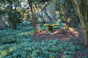 Seats among the snowdrops