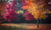 Red forest