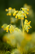 Cowslips