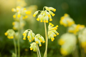 Backlit Cowslips