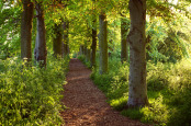 Evening light in the park.