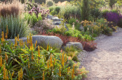 The Dry Garden