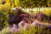 Early Evening in the Dry Garden
