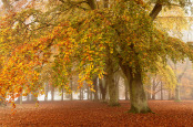 Misty Autumn Morning