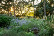The Garden of Karl Foerster