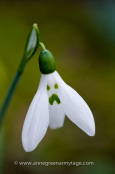 Galanthus elwesii 'Grumpy'