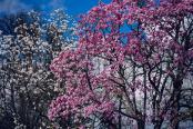 Spring Magnificence