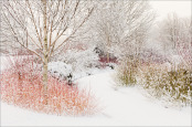 Winter Walk