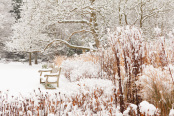 Lower Lawn Under Snow