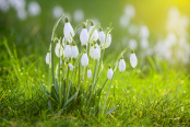 Snowdrops