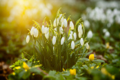 Snowdrops in Winter Sun