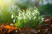 Snowdrops on a winter morning