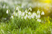Snowdrops