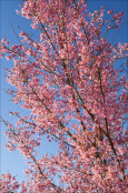 Blossom