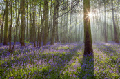 Woodland in Spring