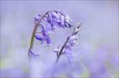 Kissing Bluebells