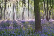 Bluebells in Morning Mist