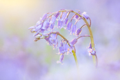 Dancing Bluebells