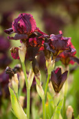 Irises