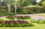 Irises at Doddington