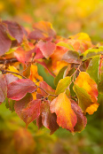 Autumnal Leaves