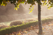 Spider Webs and Morning Mist