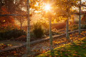 Setting of the Sun through Pleached Limes