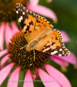 Painted lady butterfly, Cynthia cardui, on coneflower Echinacea purpurea 