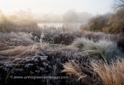 Winter Stillness:      Highly Commended,  International Garden Photographer of the Year 2012