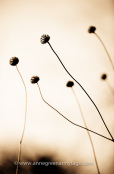 Seedheads of Cephalaria gigantea