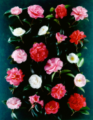 Camellia x williamsii