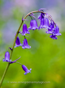 English bluebell, Hyacinthoides non-scripta 