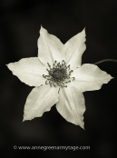 Clematis florida â€˜Eviridaâ€™ Pistachio in monochrome.