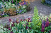 Mixed borders with curving brick-paved pathway. Plants include Iris 'Langport Wren', Allium cristophii and Lupinus 'Masterpiece'