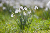 Snowdrop Shower