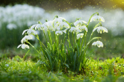 Elsham Snowdrops