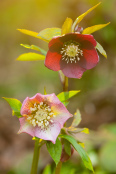 Ellicar Hellebores