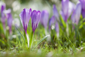 Crocuses in the Church Yard
